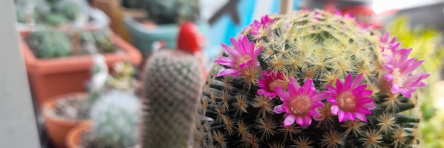 Profile cover