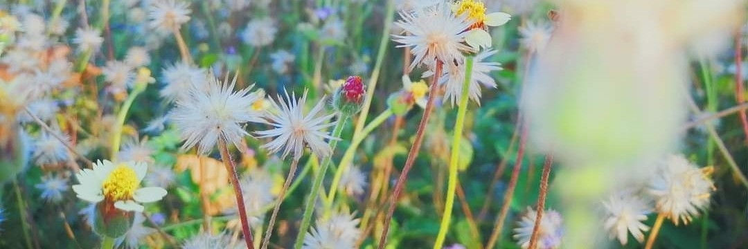 Profile cover