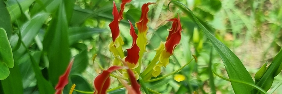 Profile cover