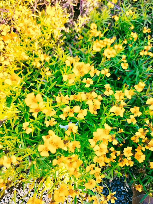 Profile cover