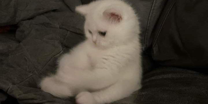 Profile cover