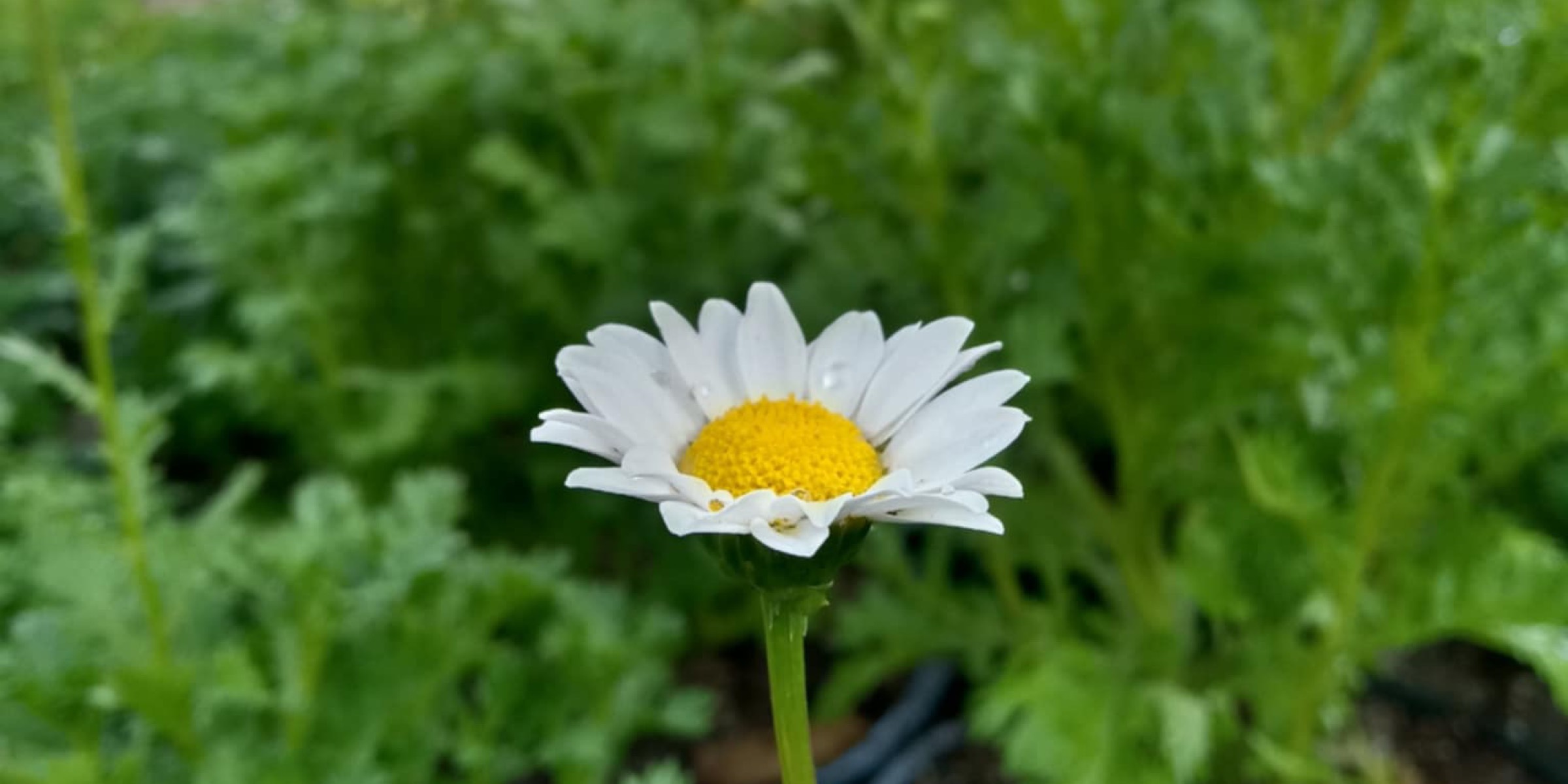 Profile cover