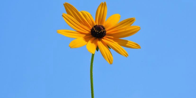 Profile cover
