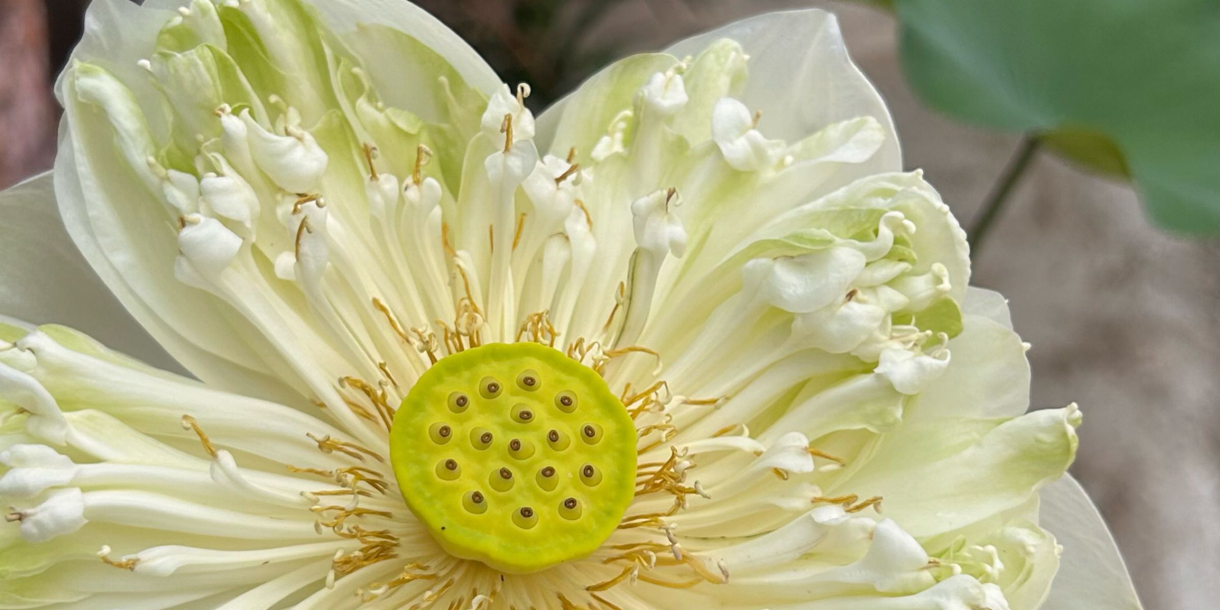 Profile cover