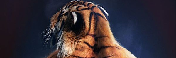Profile cover