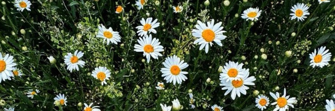 Profile cover