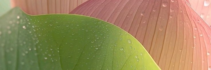 Profile cover