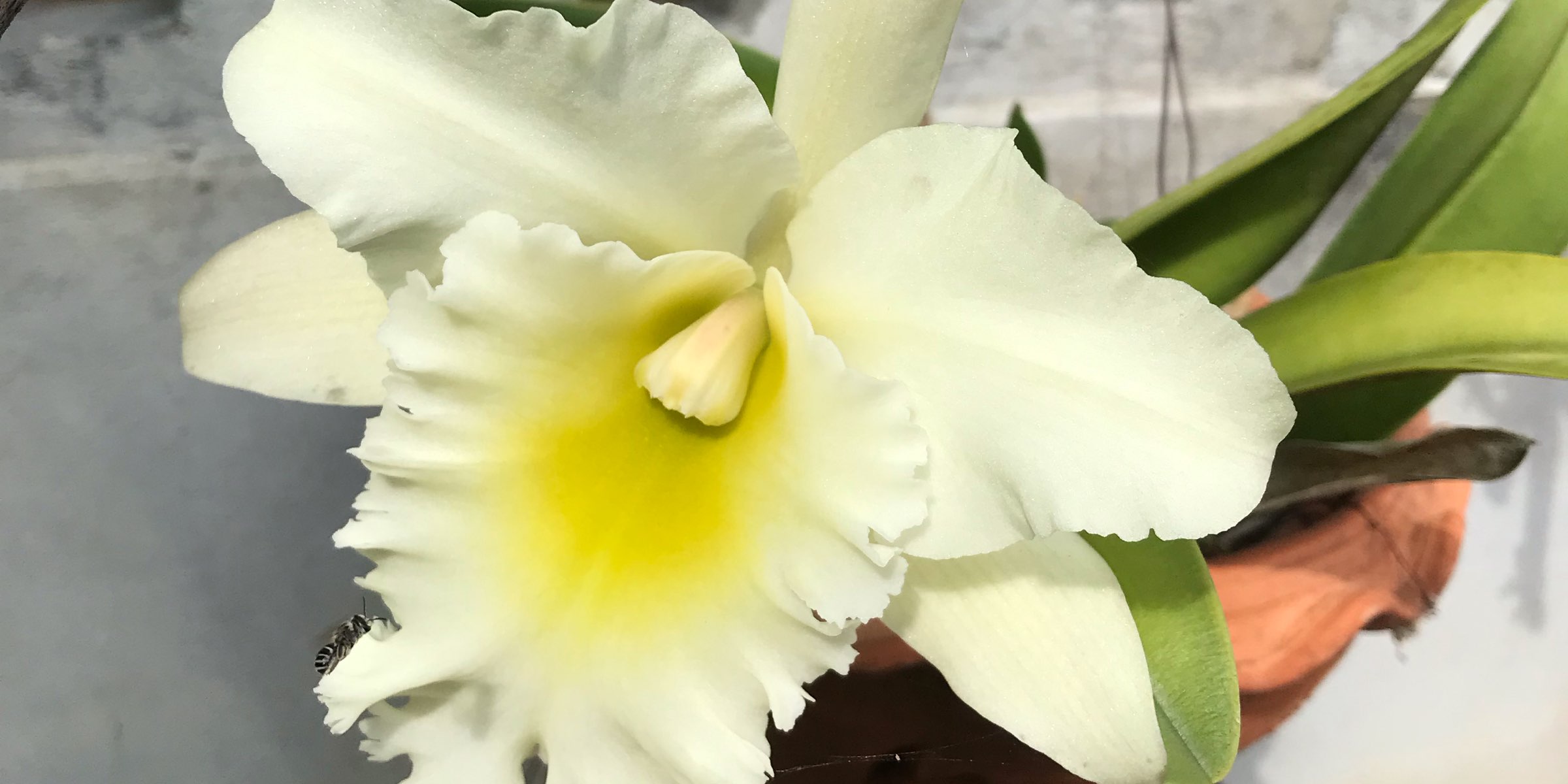 Profile cover