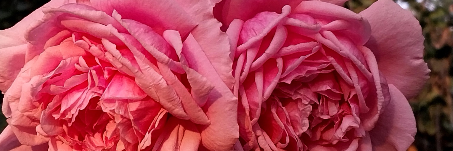 Profile cover