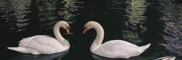 Profile cover