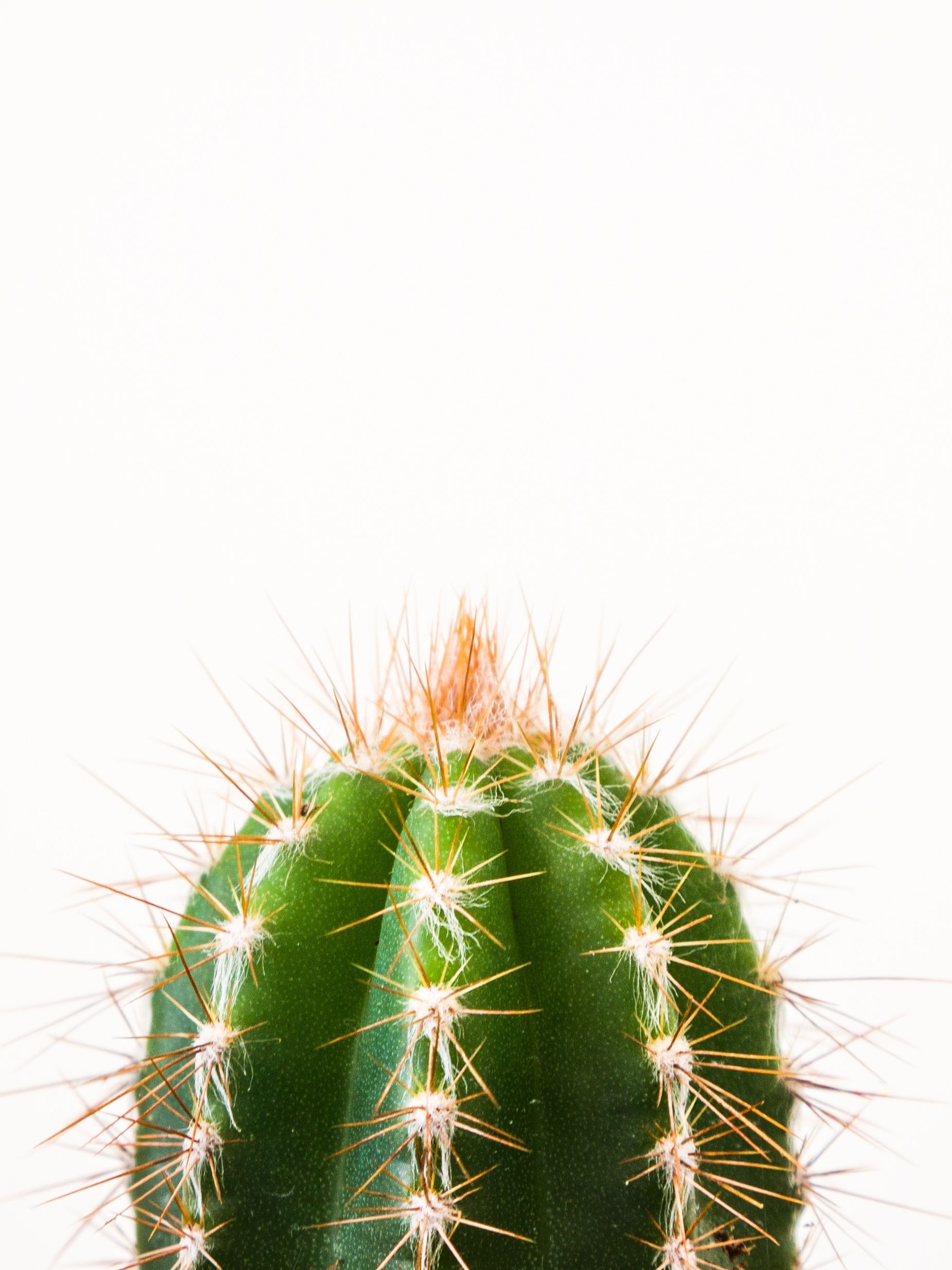 web_c6 มีการ์ตูนในลิสต์