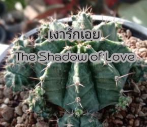 เงารักเอย (The Shadow of Love)