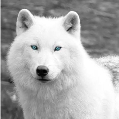 wolf spirit จิตวิญญาณของหมาป่า